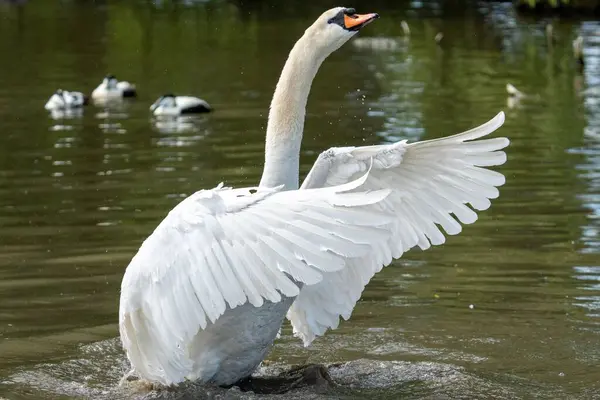 Hermoso Cisne Blanco Elegante Preparándose Para Vuelo Desde Lago — Foto de Stock