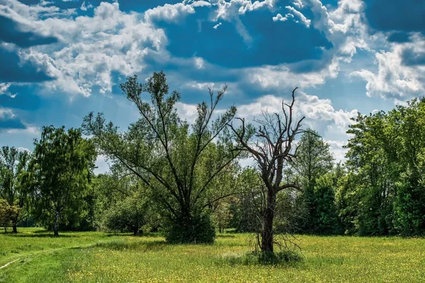 Champ Vert Avec Beaux Arbres Contre Ciel Nuageux Bleu Vif — Photo