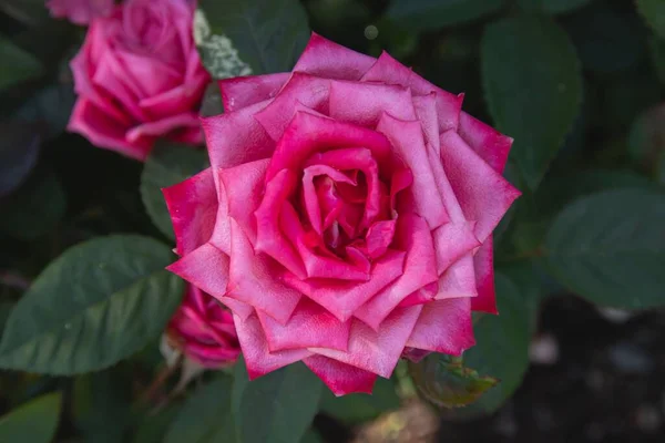 Ένα Top View Close Όμορφα Ροζ Τριαντάφυλλα Στον Κήπο — Φωτογραφία Αρχείου
