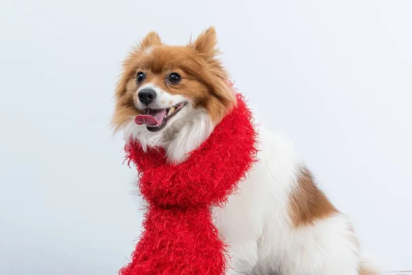 白い背景に冬のための赤いスカーフを持つかわいいスピッチ — ストック写真