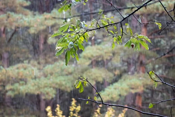 绿叶树枝的特写镜头 — 图库照片