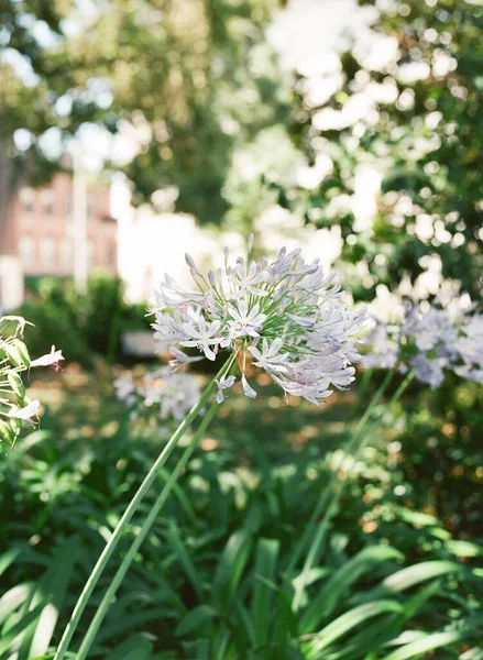 Primer Plano Vertical Lirio Africano Agapanthus Jardín — Foto de Stock