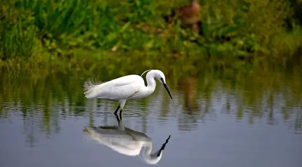 Closeup Shot Beautiful White Egret Pond — Stock Photo, Image