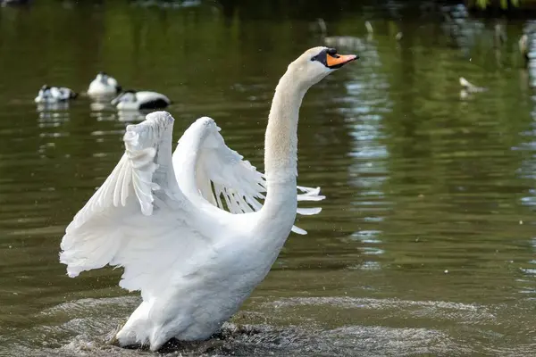 Прекрасный Элегантный Белый Лебедь Готовящийся Полету Озера — стоковое фото