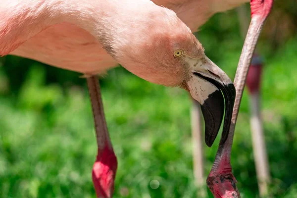 Porträtt Rosa Chilensk Flamingo Med Fluffiga Fjädrar Som Vidrör Flamingos — Stockfoto