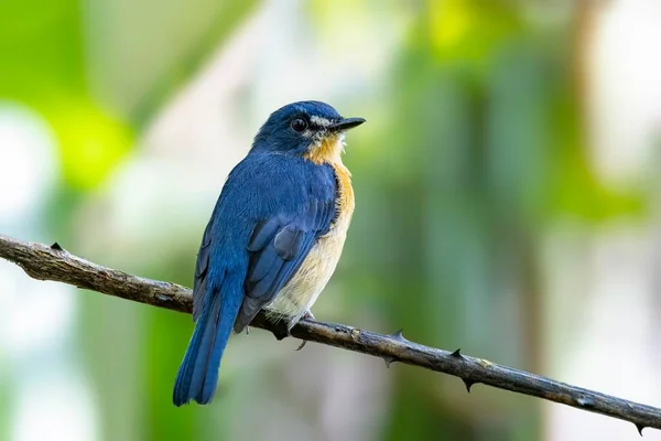 Tiro Foco Raso Adorável Flycatcher Azul Mangrove Empoleirado Ramo — Fotografia de Stock