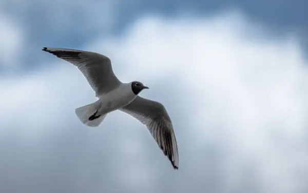 Een Grijze Meeuw Vlucht Een Waas — Stockfoto