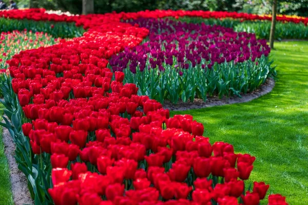 Beroemde Keukenhof Tuin Met Kleurrijke Tulpen Lisse Nederland — Stockfoto
