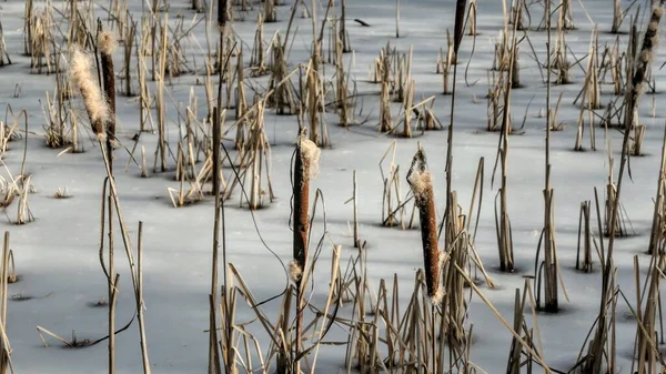 Close Juncos Secos Lagoa Congelada Dia Frio Inverno — Fotografia de Stock