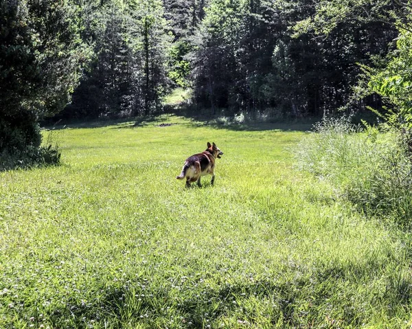 Primer Plano Perro Pastor Alemán Corriendo Por Bosque — Foto de Stock