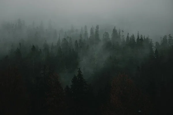 Vue Aérienne Une Forêt Couverte Brouillard Dans Nord Ouest Pacifique — Photo