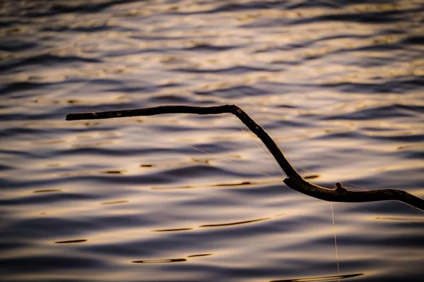 Closeup ของสาขาบนพ นหล งทะเลสาบ — ภาพถ่ายสต็อก