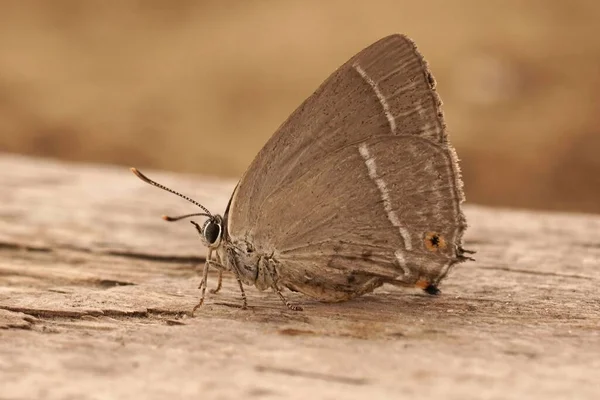 Detailní Záběr Fialového Motýla Favonius Quercus Sedící Zavřenými Křídly Dřevě — Stock fotografie