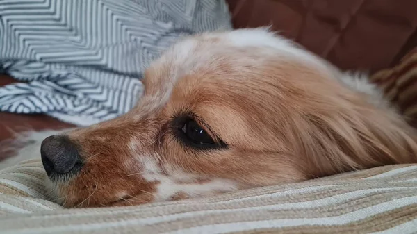 一只可爱的英国狗走了很长一段路后躺在枕头上 — 图库照片