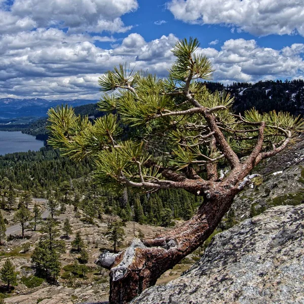 Piękne Ujęcie Sosny Nad Jeziorem Tahoe — Zdjęcie stockowe