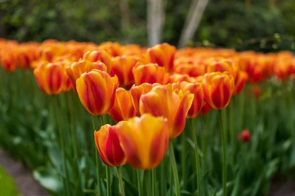 Close Flores Tulipa Laranja Florescendo Parque — Fotografia de Stock