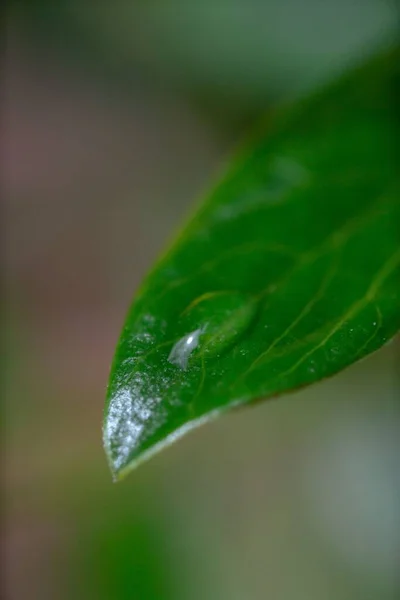 Nahaufnahme Eines Grünen Blattes Mit Einem Tropfen Wasser Perfekt Für — Stockfoto
