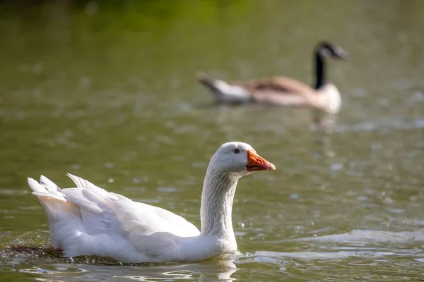 Selektiv Fokusbild Vit Tamgås Som Flyter Dammen Kanadensisk Gås Flytande — Stockfoto