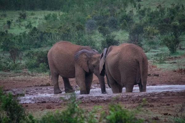 Quelques Deux Éléphants Combattant Dans Une Lutte Intraspécifique — Photo