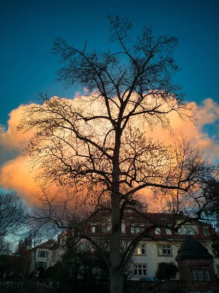 Вертикальный Снимок Одинокого Живописного Дерева Фоне Зданий Закате — стоковое фото