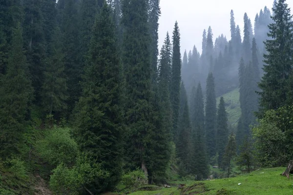 Sisin Içinde Uzun Ağaçlar Olan Yeşil Sık Bir Orman — Stok fotoğraf