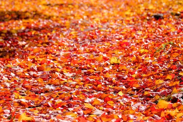 Beautiful Shot Bright Crunchy Fall Leaves Covering Ground — Stock Photo, Image