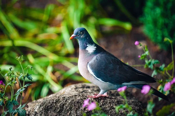 黎明时分 一只蓝色的鸽子栖息在森林岩石上的特写镜头 — 图库照片
