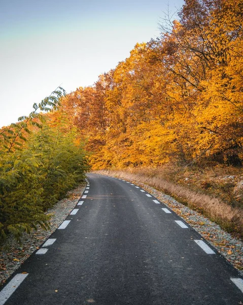 Eine Vertikale Aufnahme Einer Straße Inmitten Eines Waldes Mit Orangefarbenen — Stockfoto