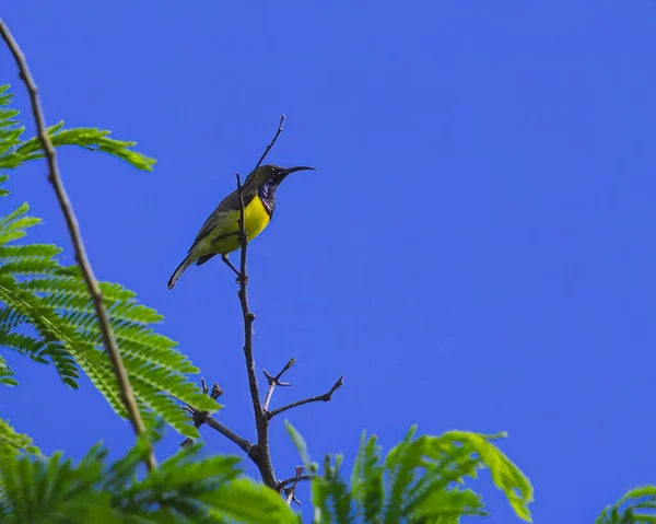 Ein Blick Auf Einen Schönen Olivgrünen Sonnenvogel Auf Einem Ast — Stockfoto