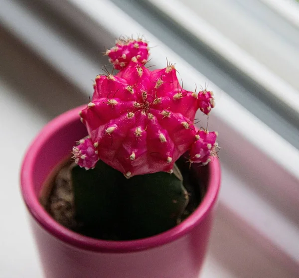 Tiro Close Espécies Plantas Cacto Queixo Cor Rosa Pequeno Vaso — Fotografia de Stock