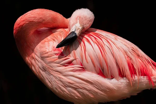 Een Portretfoto Van Een Mooie Roze Chileense Flamingo Met Zwart — Stockfoto