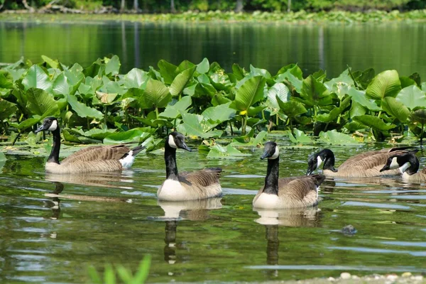 Family Canada Geese Swimming Reflective Pond Daylight — Stock Photo, Image