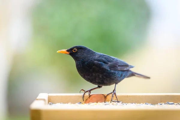 Primer Plano Pequeño Mirlo Común Encaramado Comedero Aves Contra Fondo —  Fotos de Stock