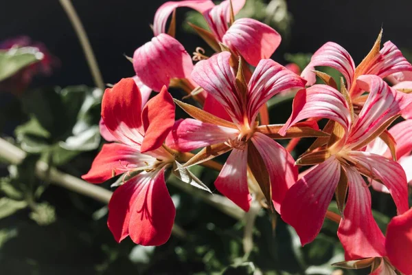 Närbild Pelargonium Peltatum Ljusröda Rosa Blommor — Stockfoto