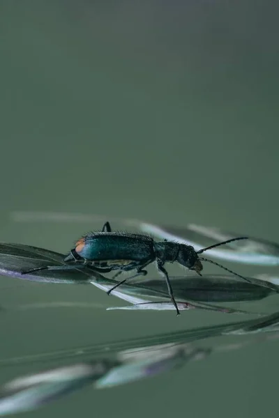 Closeup Malachius Bipustulatus Green Leaf Blurred Background — Stock Photo, Image