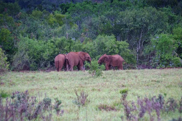 Trois Jeunes Éléphants Mangent Herbe Dans Parc National Kruger — Photo