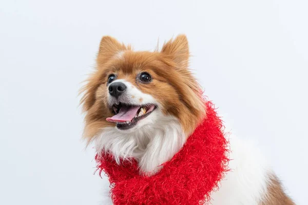 Mignon Spitz Avec Une Écharpe Rouge Pour Hiver Isolé Sur — Photo