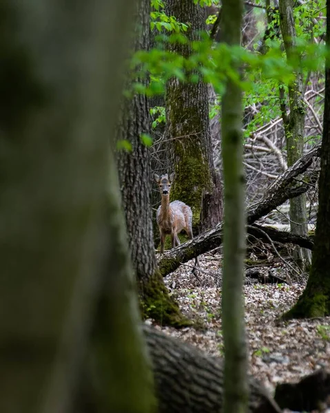 Een Verticaal Schot Van Een Roe Staand Het Bos Achter — Stockfoto