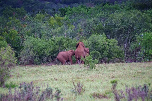 Unos Tres Elefantes Bebés Peleando Mientras Juegan —  Fotos de Stock