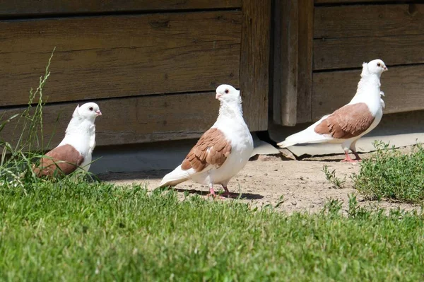 Closeup Old German Owl Pigeons Green Grass — Stock Photo, Image