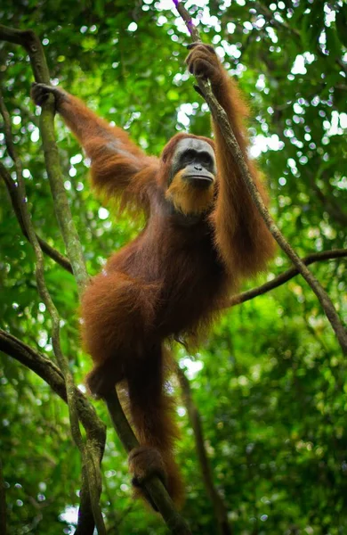 Ağaçtaki Sevimli Bir Sumatra Orangutanının Dikey Yakın Çekimi — Stok fotoğraf
