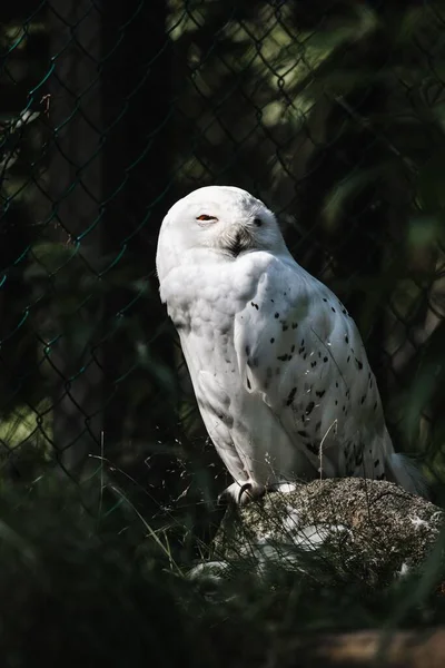 雪地猫头鹰的垂直镜头 — 图库照片