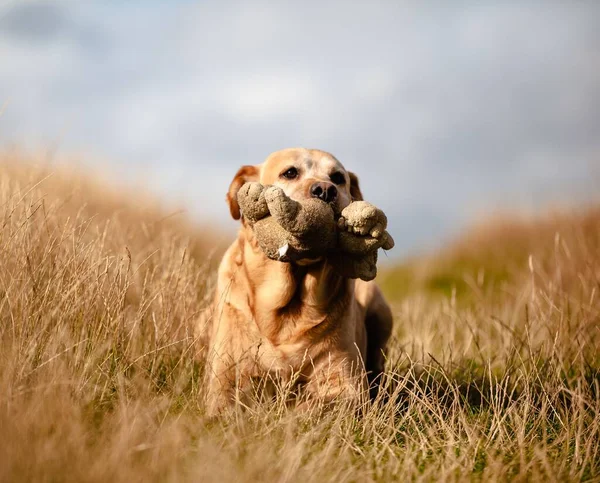 Tatlı Pofuduk Bir Köpek Yavrusu Güneşli Bir Havada Ağzında Oyuncak — Stok fotoğraf