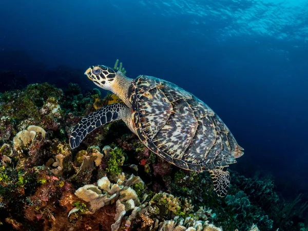 A closeup shot of a sea turtle in clean water on plants