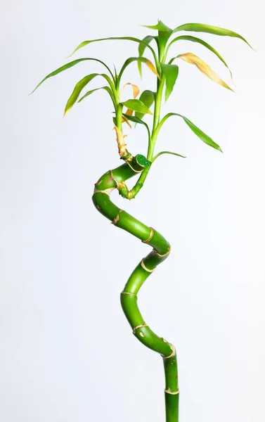 Vertical Closeup Curvy Bamboo Branch Isolated White Background — Stock Photo, Image