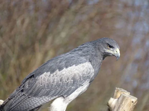 Una Vista Una Bellissima Aquila Poiana Dal Petto Nero Una — Foto Stock