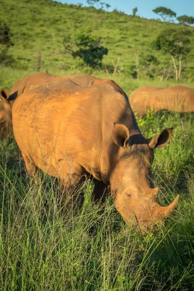 Uma Bela Dose Rinocerontes Selvagens Pastando Prado Verde Fresco Reserva — Fotografia de Stock
