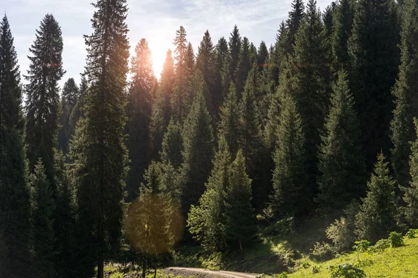 Яскраве Сонце Сосновими Деревами Лісі — стокове фото