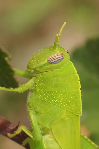 Detailed Vertical Closeup Gorgeous Emerald Green Eygyptian Locust Grasshopper Anacridium — Stock Photo, Image