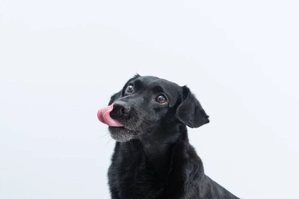 Portret Czarnego Psa Odizolowanego Białym Tle — Zdjęcie stockowe